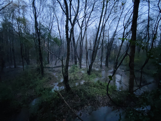 swamp