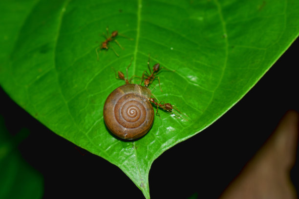 arthropod