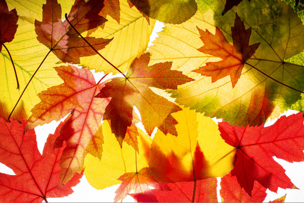 多彩秋季枫叶无缝图案