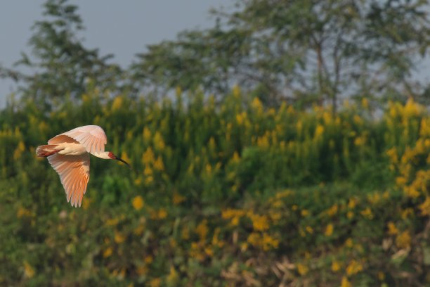 ibis
