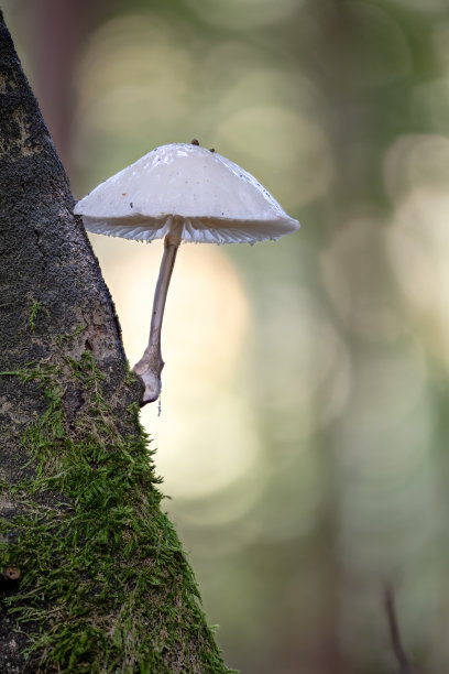 agaric