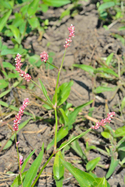 polygonum
