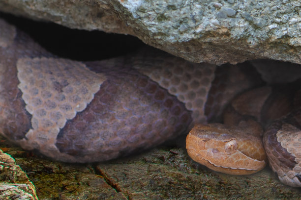 copperhead