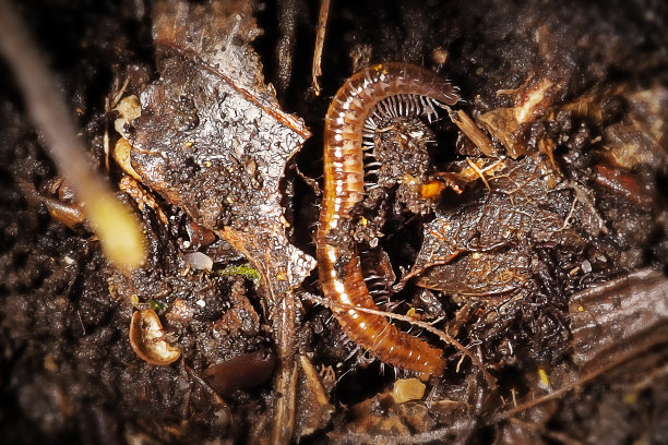 millipede