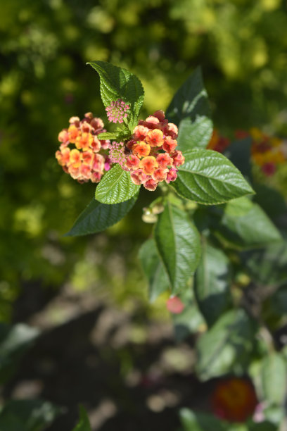 lantana