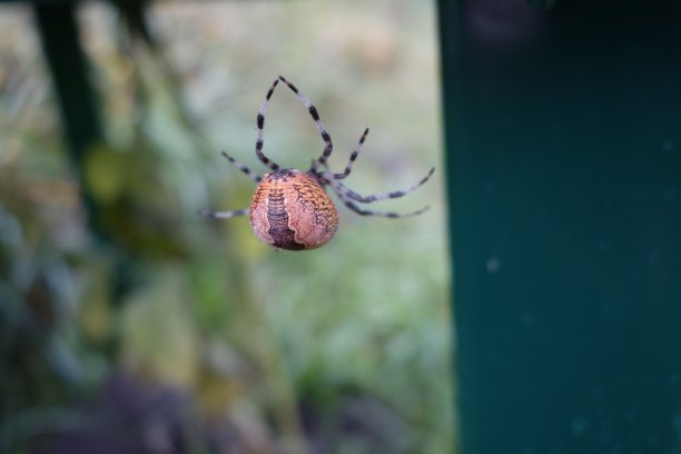 arachnid