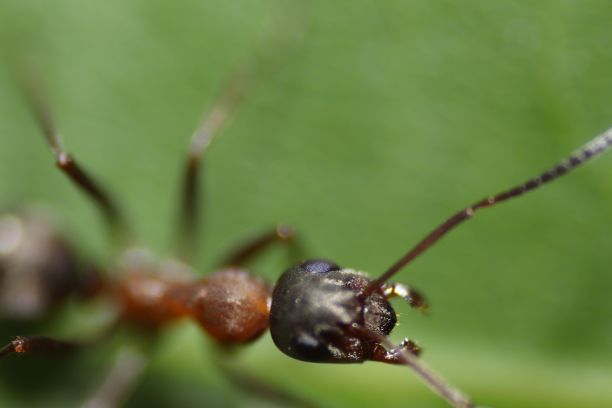 arthropod