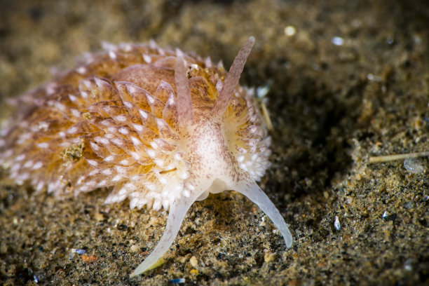 mollusk