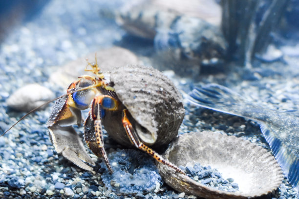 crustacean