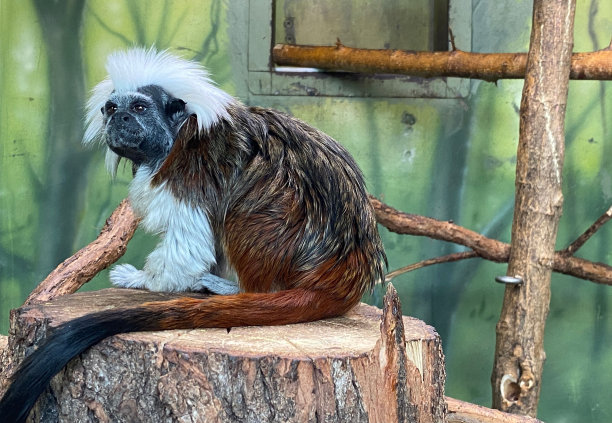 saguinus
