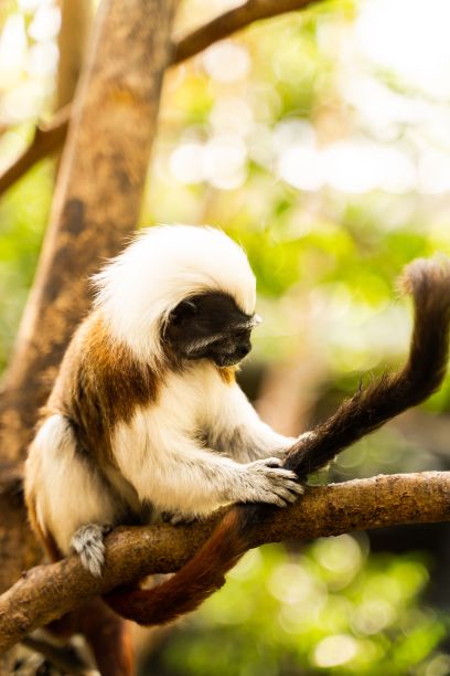 saguinus