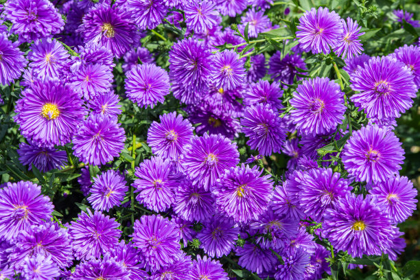 aster