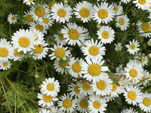 pyrethrum
