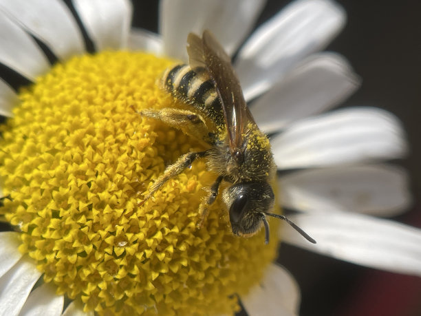 pyrethrum