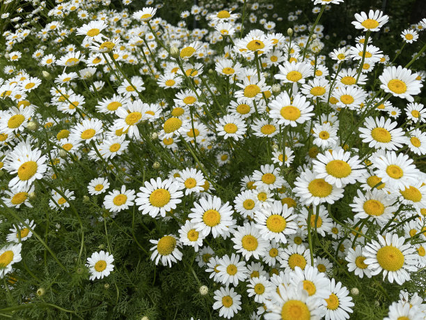 pyrethrum