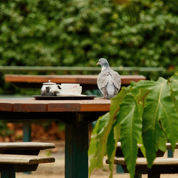 一只茶壶