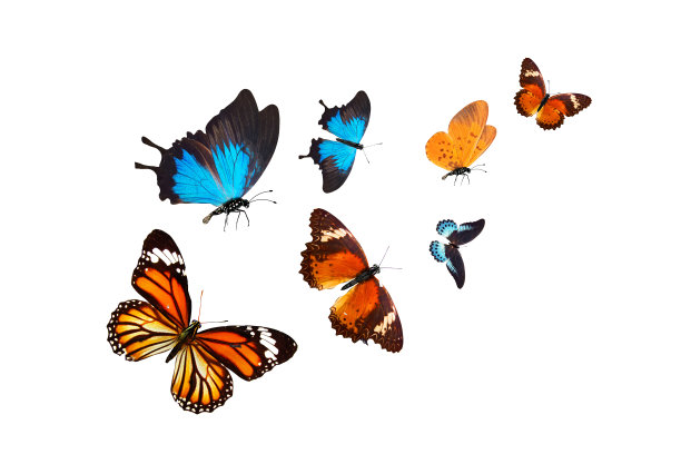 danaus