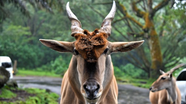 horned