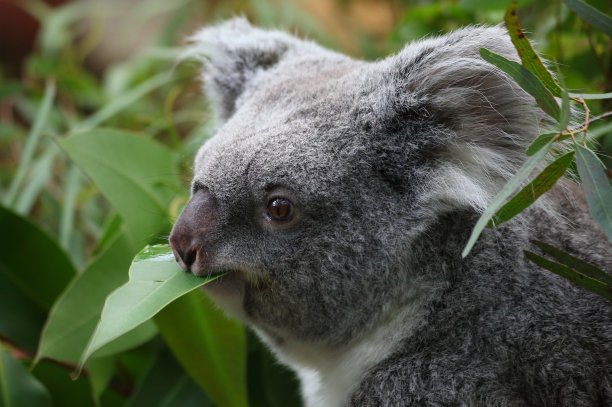 koala
