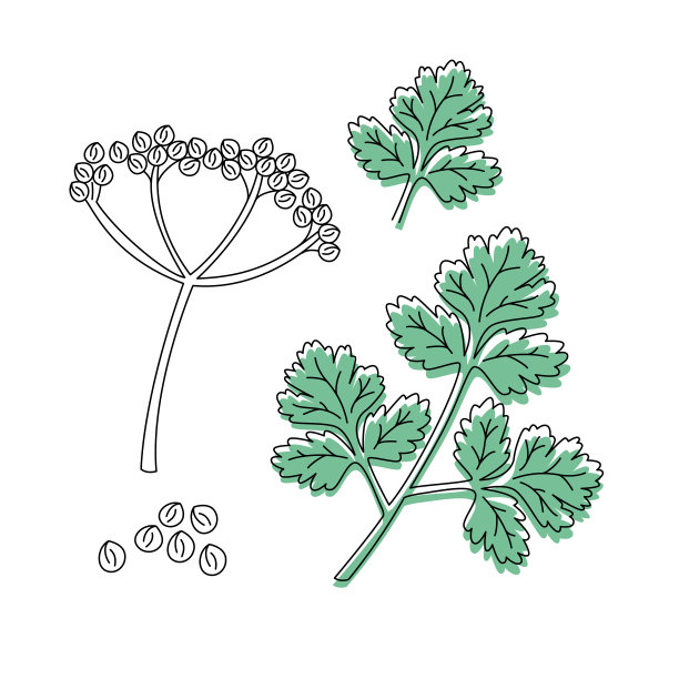 cilantro