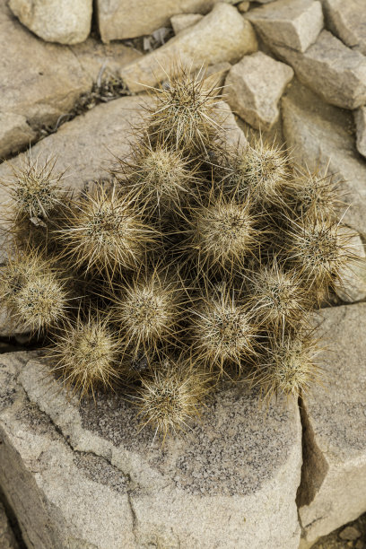 cholla