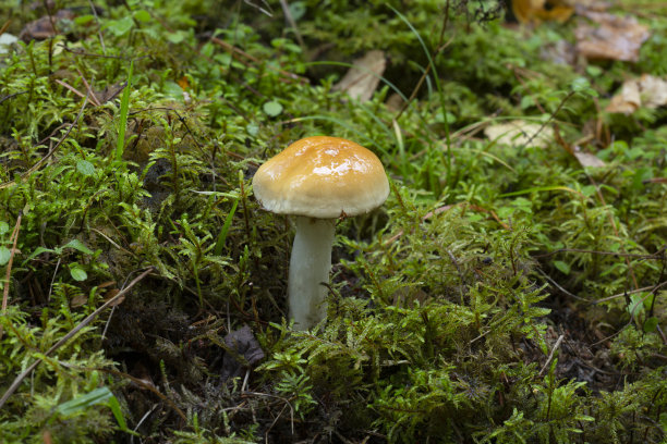 cortinarius