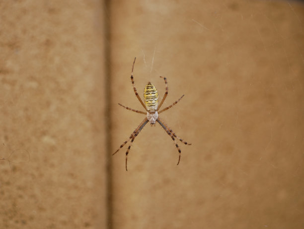 argiope