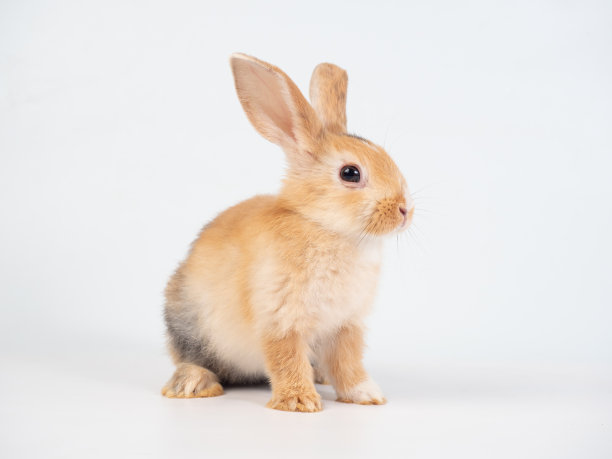 bunny