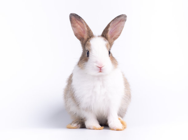 bunny