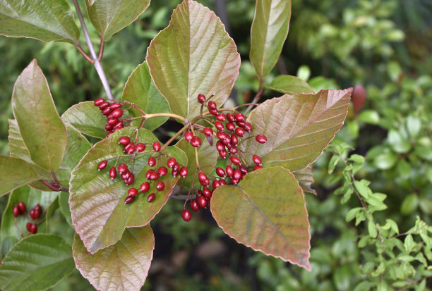 viburnum
