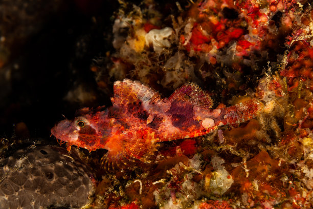 pterois