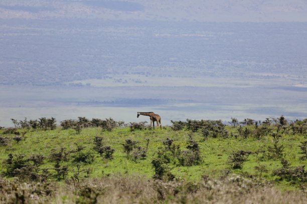 ngorongoro