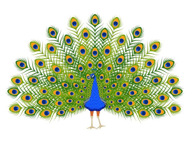 peacock