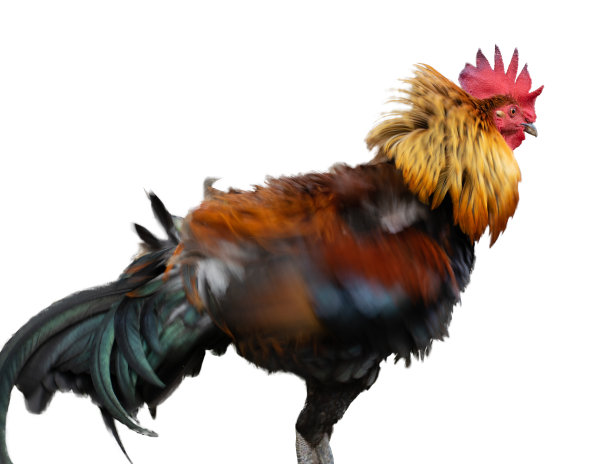 cock