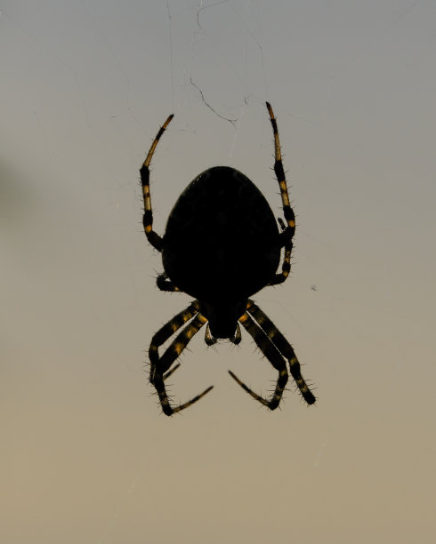 arachnid