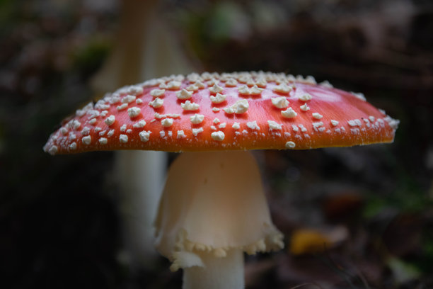 amanitaceae