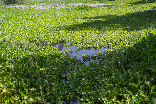 fen