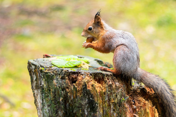 squirrel