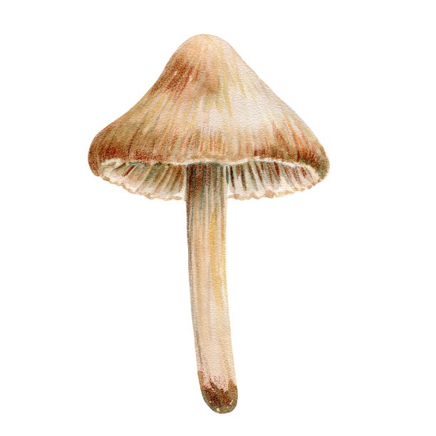 toadstool