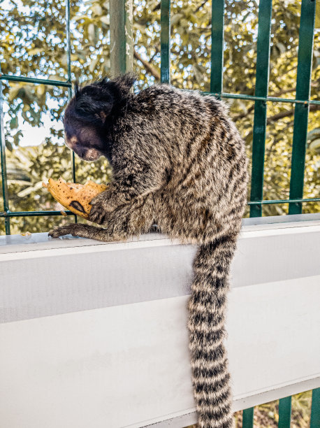 marmosets