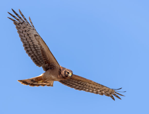 hawk