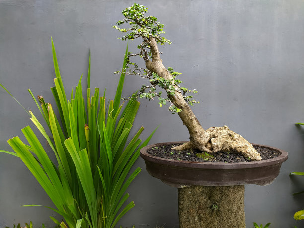 bonsai