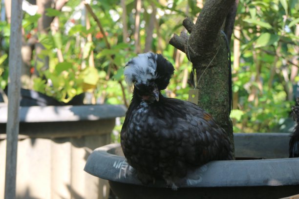 preen