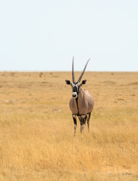 gemsbok