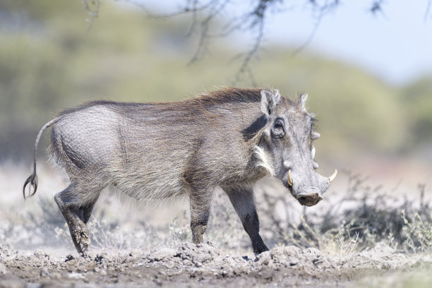phacochoerus