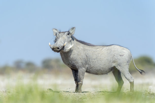 phacochoerus