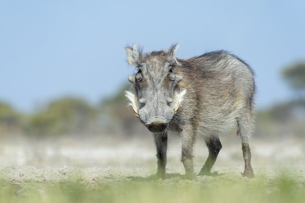 phacochoerus