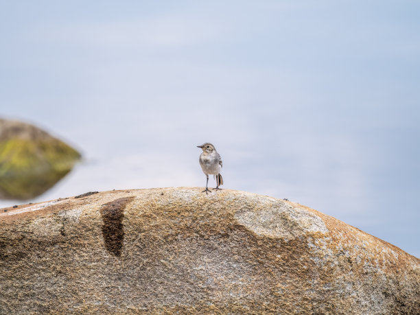 wagtail