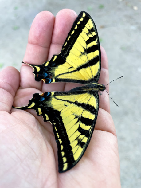 danaus