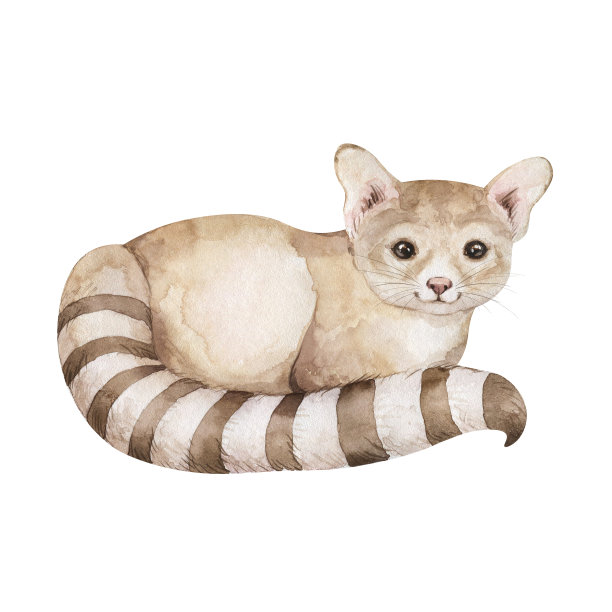civet
